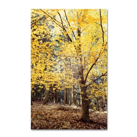 Philippe Sainte-Laudy 'Yellow Fall' Canvas Art,22x32